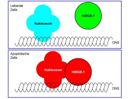 Zum Artikel "Autoimmunerkrankung – HMGB1-Nukleosomenkomplexen lösen eine Entzündungsantwort bei SLE aus"