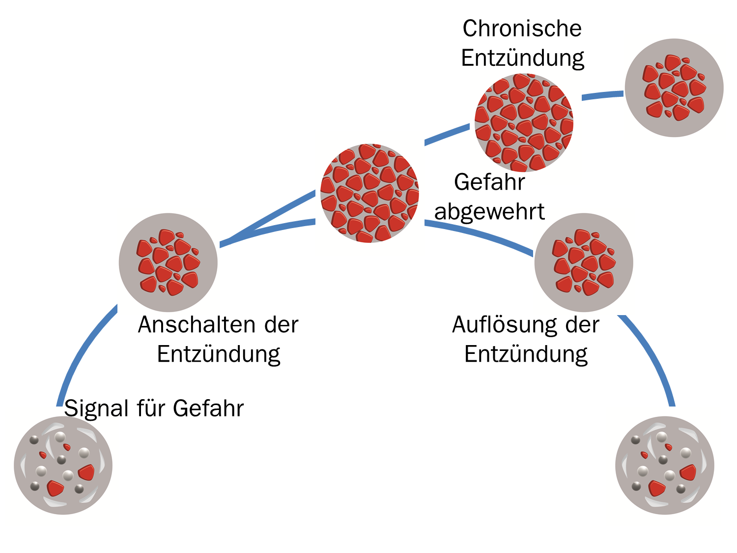 Zum Artikel "Was passiert, wenn die Entzündung nicht mehr abgeschaltet wird?"