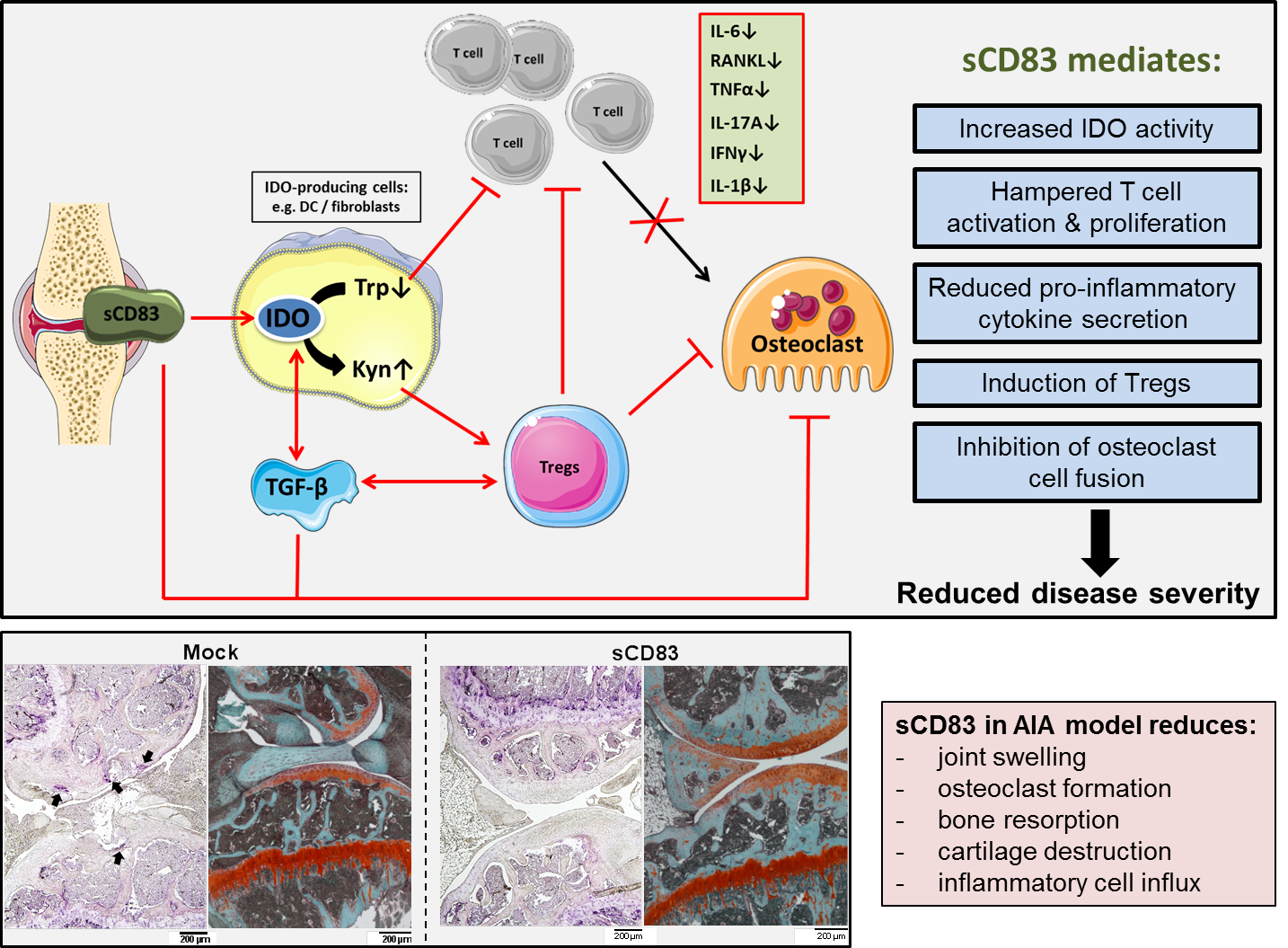 Zum Artikel "Lösliches CD83: eine neue Schaltstelle in der Auflösung der entzündlichen Arthritis?"