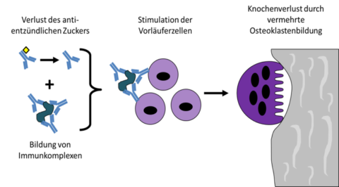 Zum Artikel "Immunsystem und Knochen – Antikörper verstärken den Knochenabbau"