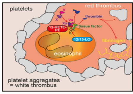 Zum Artikel "Immunthrombose – Eosinophile Granulozyten fördern die Bildung von Blutgerinsel"