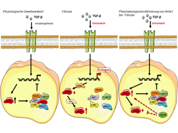 Zum Artikel "Bindegewebe und Fibrose – Neuer Schlüssel zur Fibrose-Therapie"