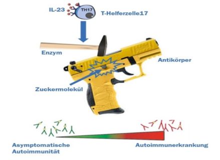 Zum Artikel "Wie Autoimmunität krank macht – Ein Mechanismus entsichert das Immunsystem"